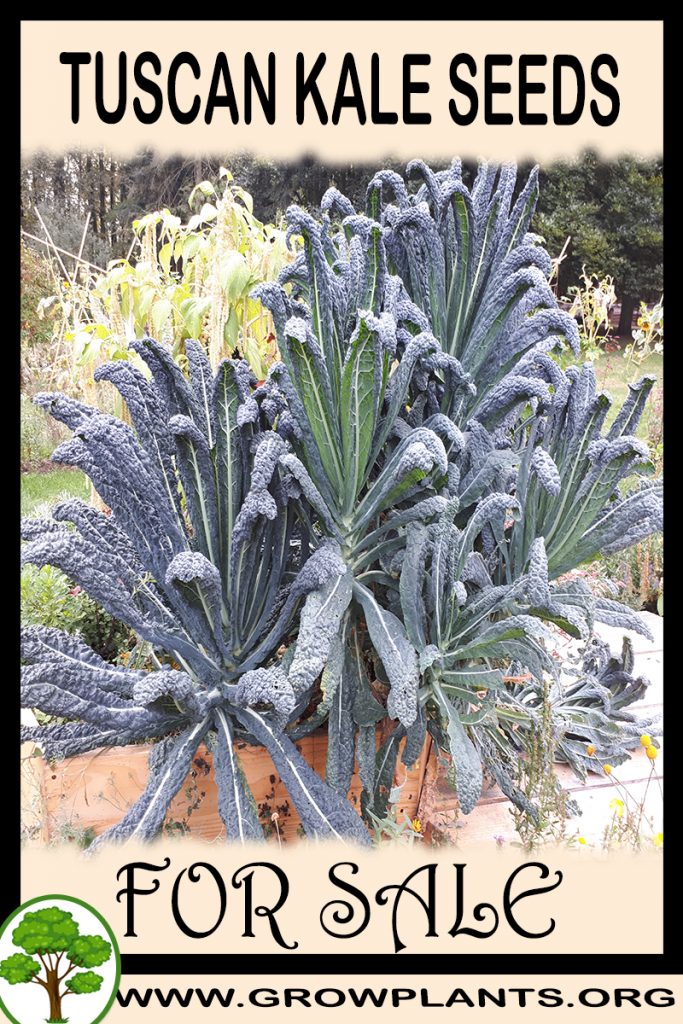 Tuscan kale seeds for sale