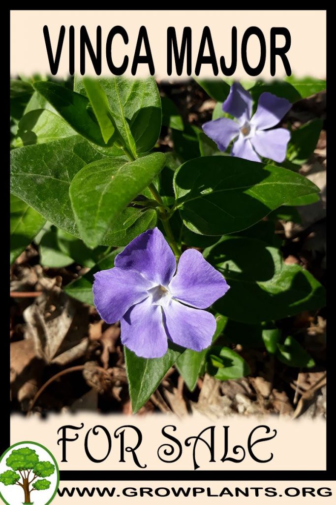 Vinca major for sale Grow plants