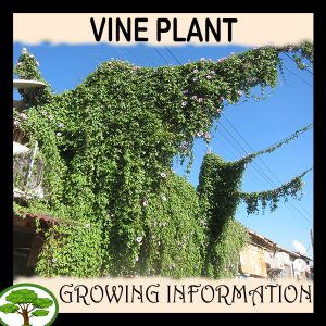Vine plants