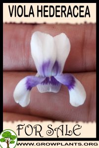 Viola hederacea for sale