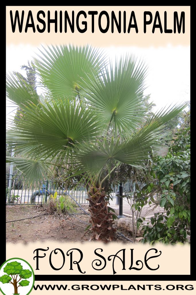 Washingtonia palm for sale - Grow plants