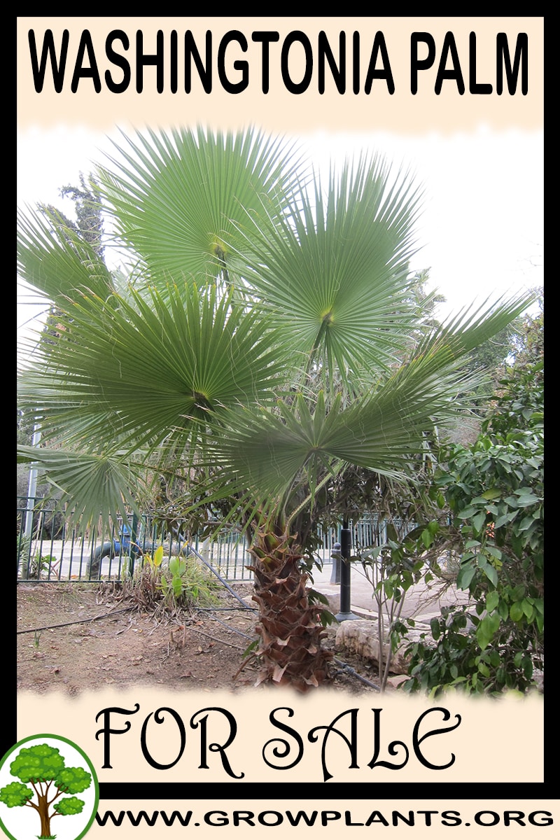Washingtonia palm for sale