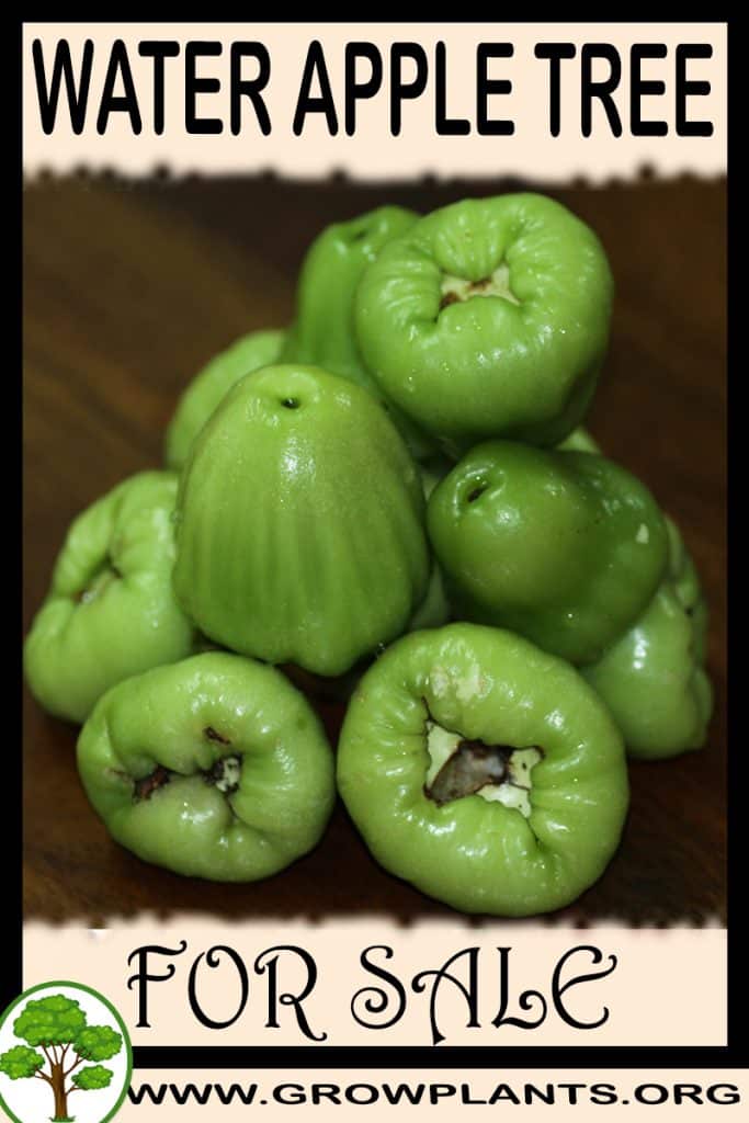 Water apple tree for sale