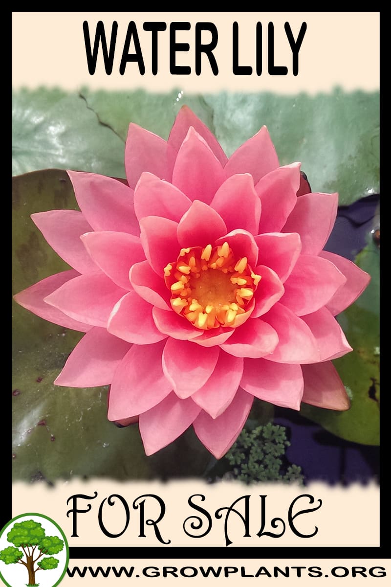 Water lily for sale