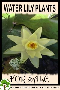 Water lily plants for sale