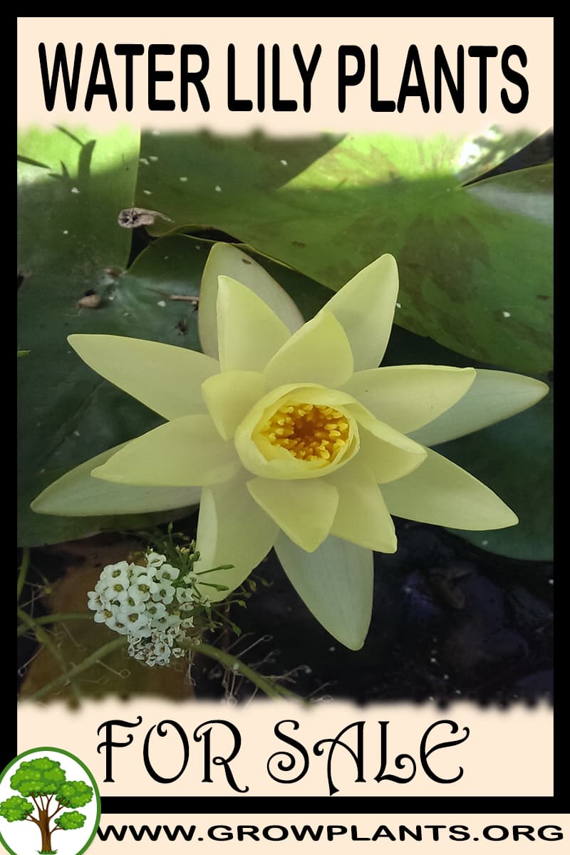 Water lily plants for sale