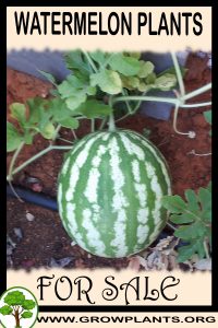 Watermelon plants for sale