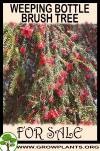 Weeping bottlebrush tree for sale