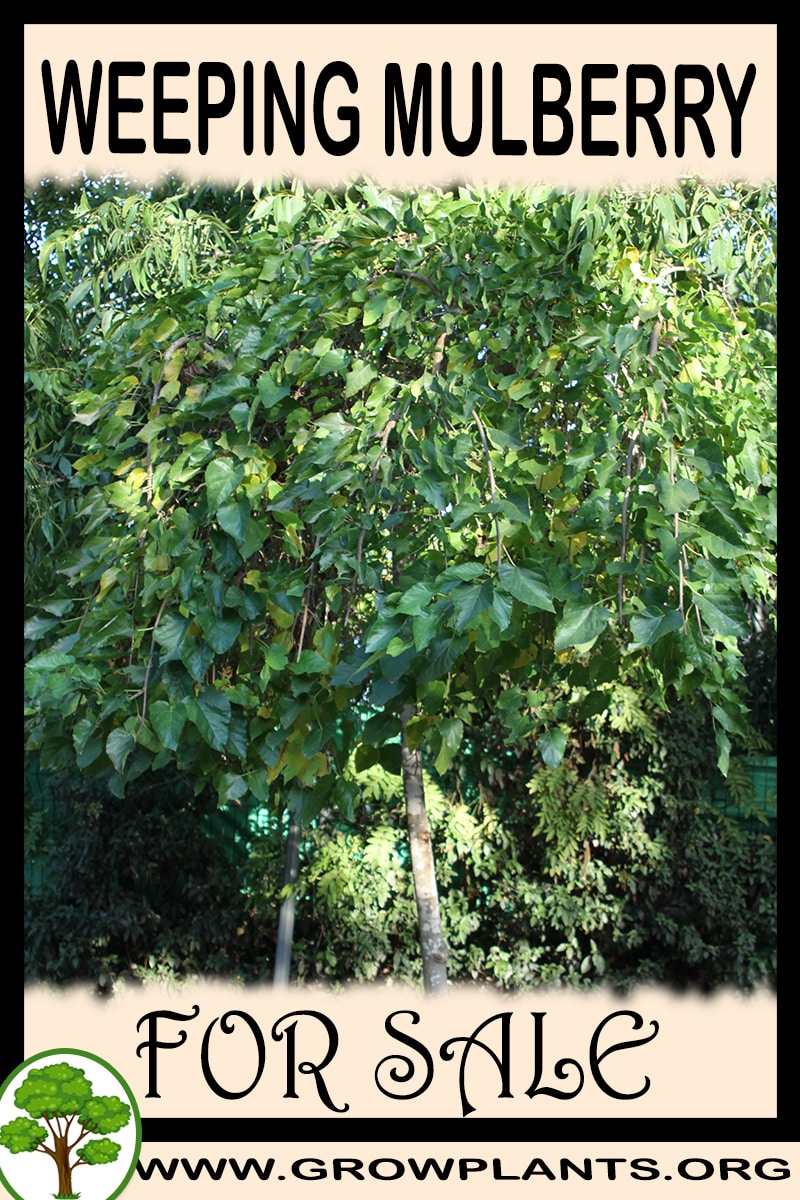 Weeping mulberry for sale