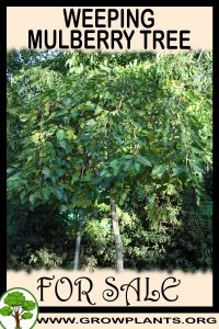 Weeping mulberry tree for sale