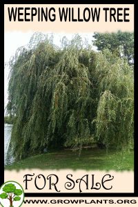Weeping willow tree for sale