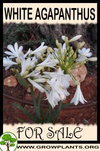 White agapanthus for sale