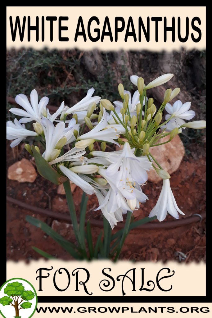 White agapanthus for sale