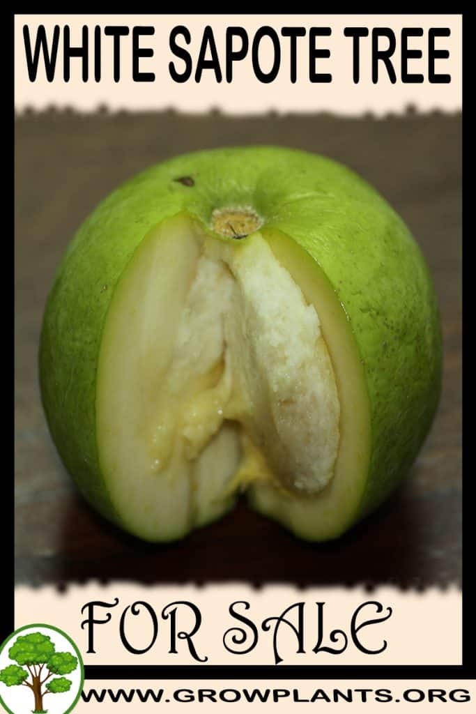 White sapote tree for sale