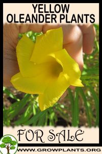 Yellow oleander plants for sale