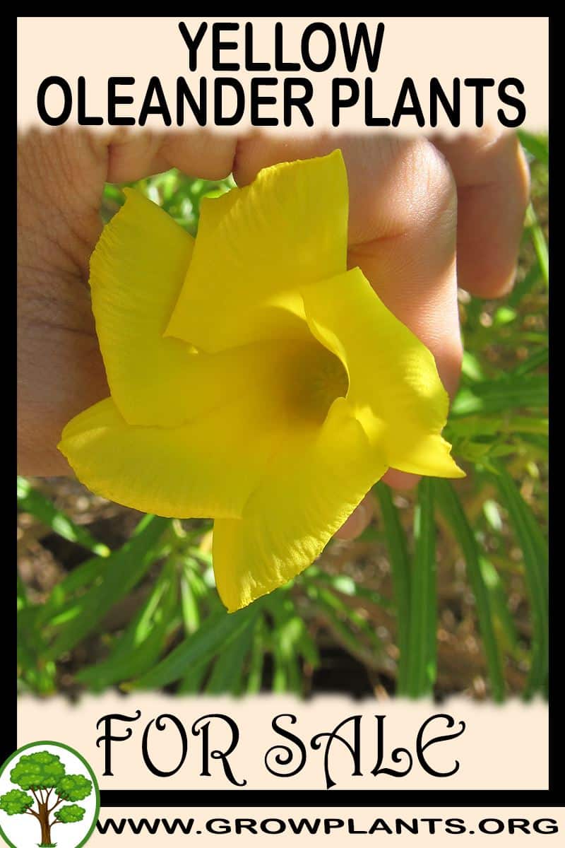 Yellow oleander plants for sale