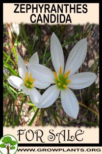 Zephyranthes candida for sale