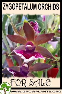 Zygopetalum orchids for sale