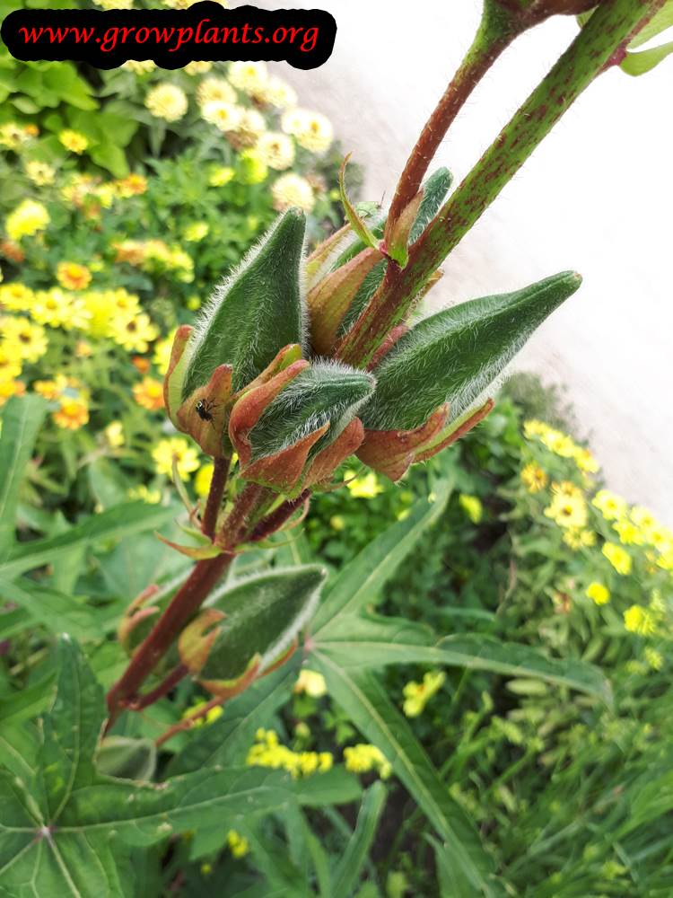 Aibika plant buds