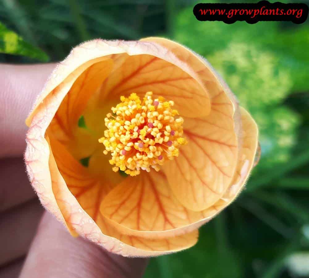 Abutilon pictum flower