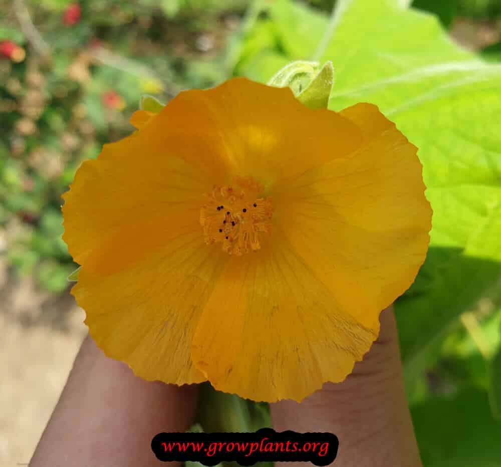Abutilon theophrasti flower