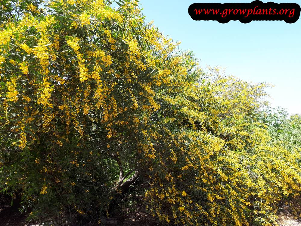 Acacia saligna blooming