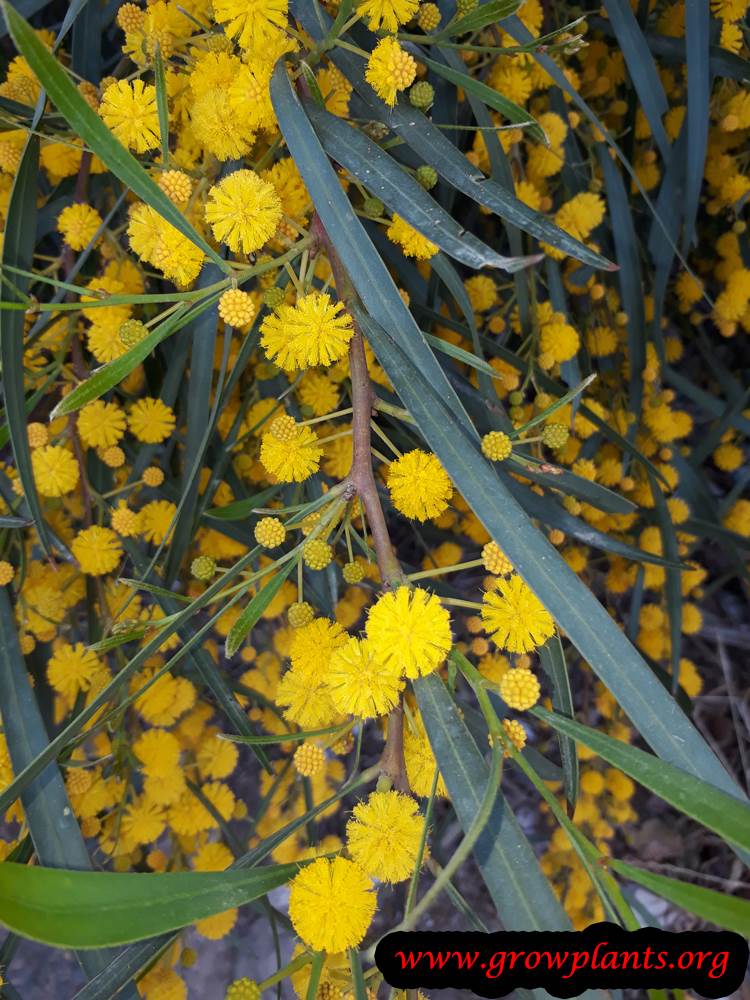 Acacia saligna flowers