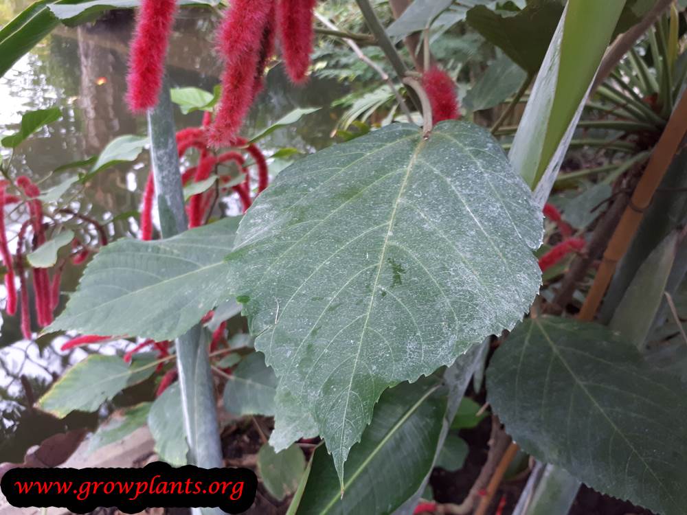 Acalypha hispida plant