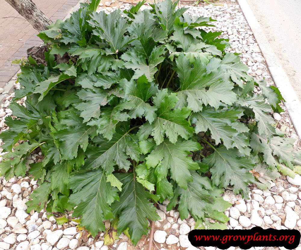 Acanthus mollis grow and care