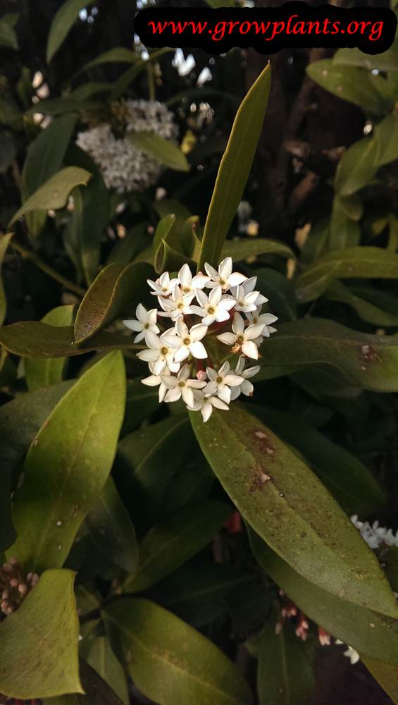 Acokanthera spectabilis flowers