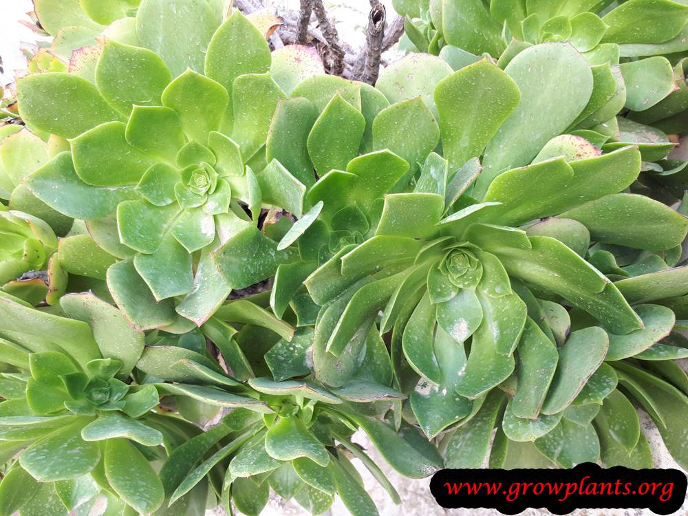 Aeonium arboreum plant care