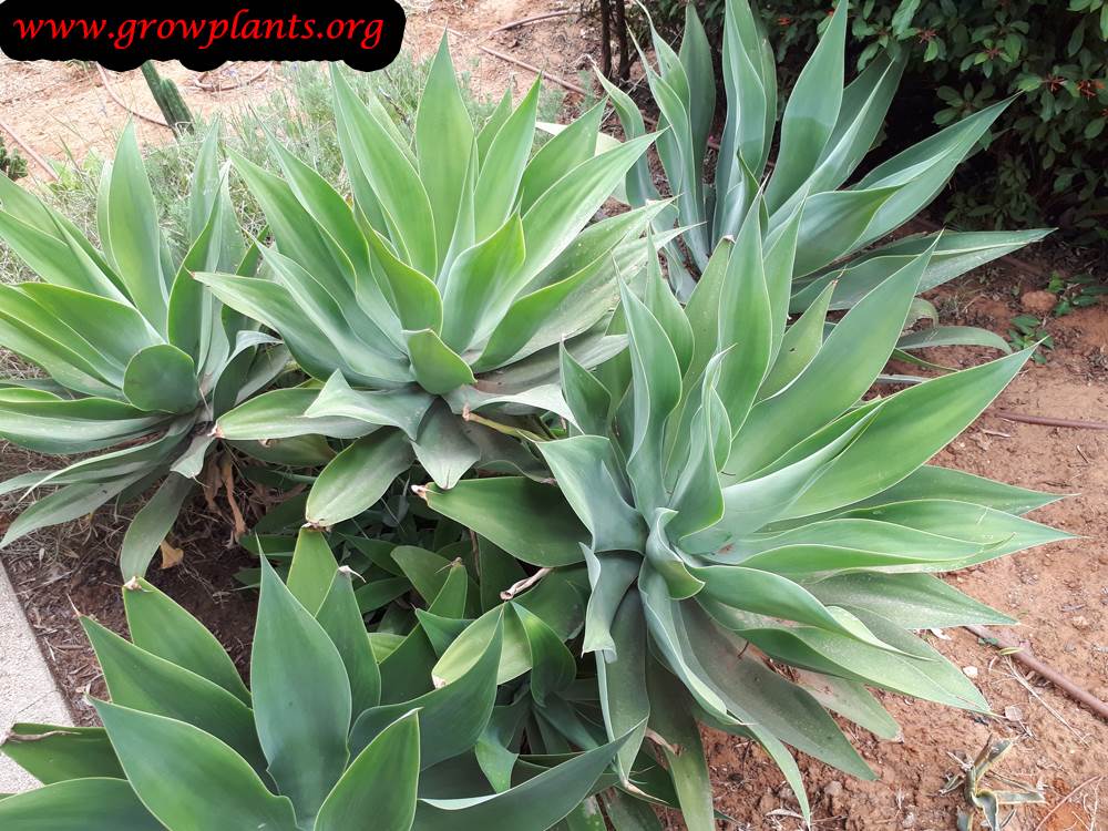 Growing Agave attenuata