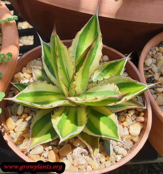 Agave lophantha plant care