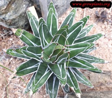 Agave Victoriae Reginae - How To Grow & Care