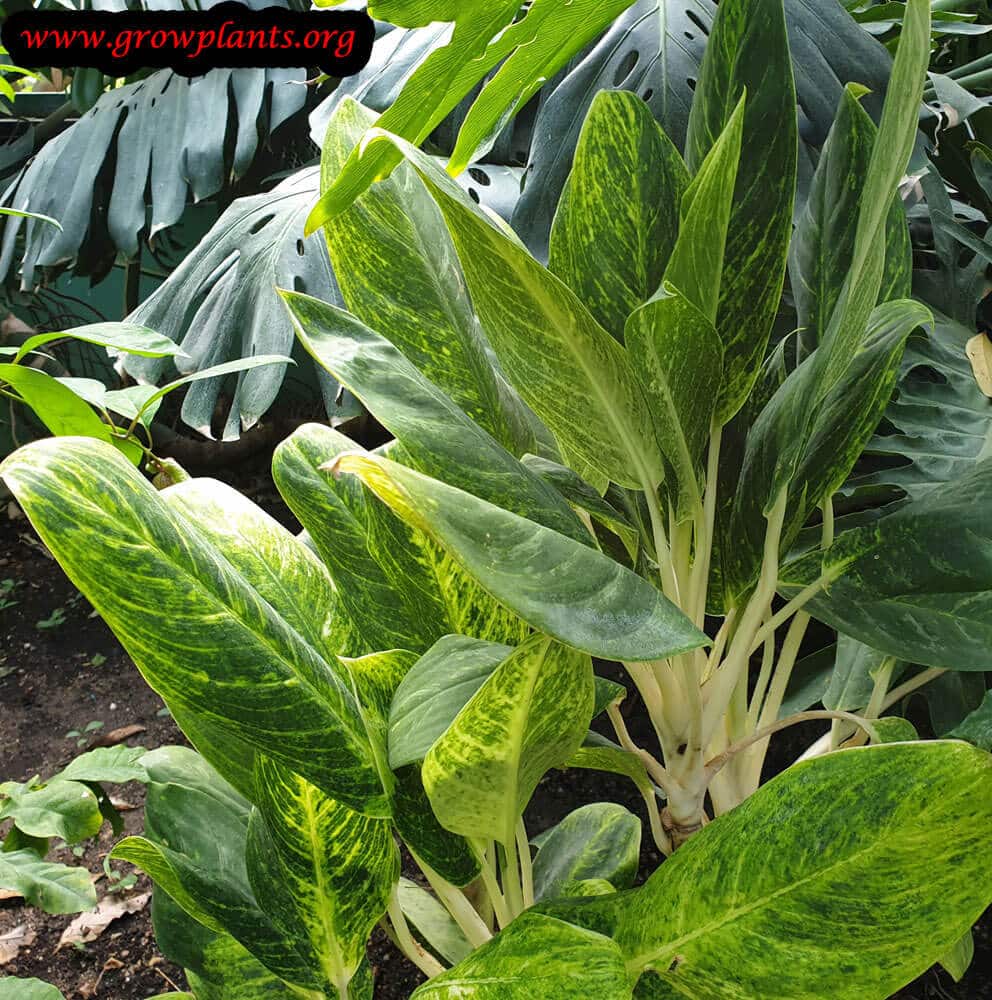 Aglaonema costatum plant care