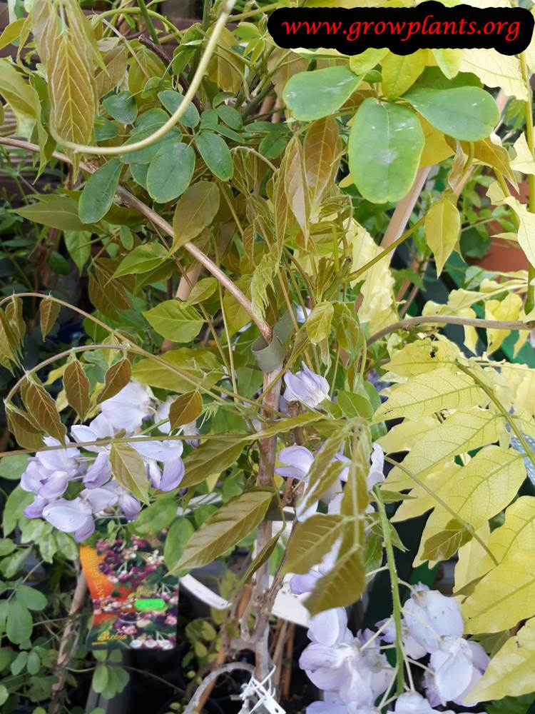 Akebia plant