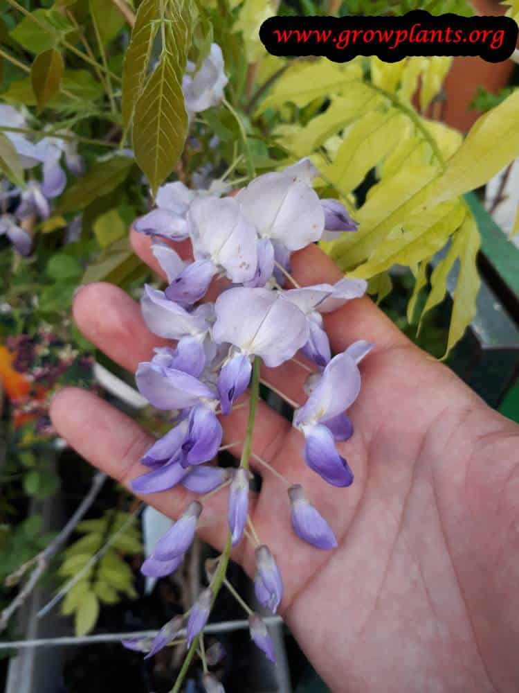 Akebia plant flowers