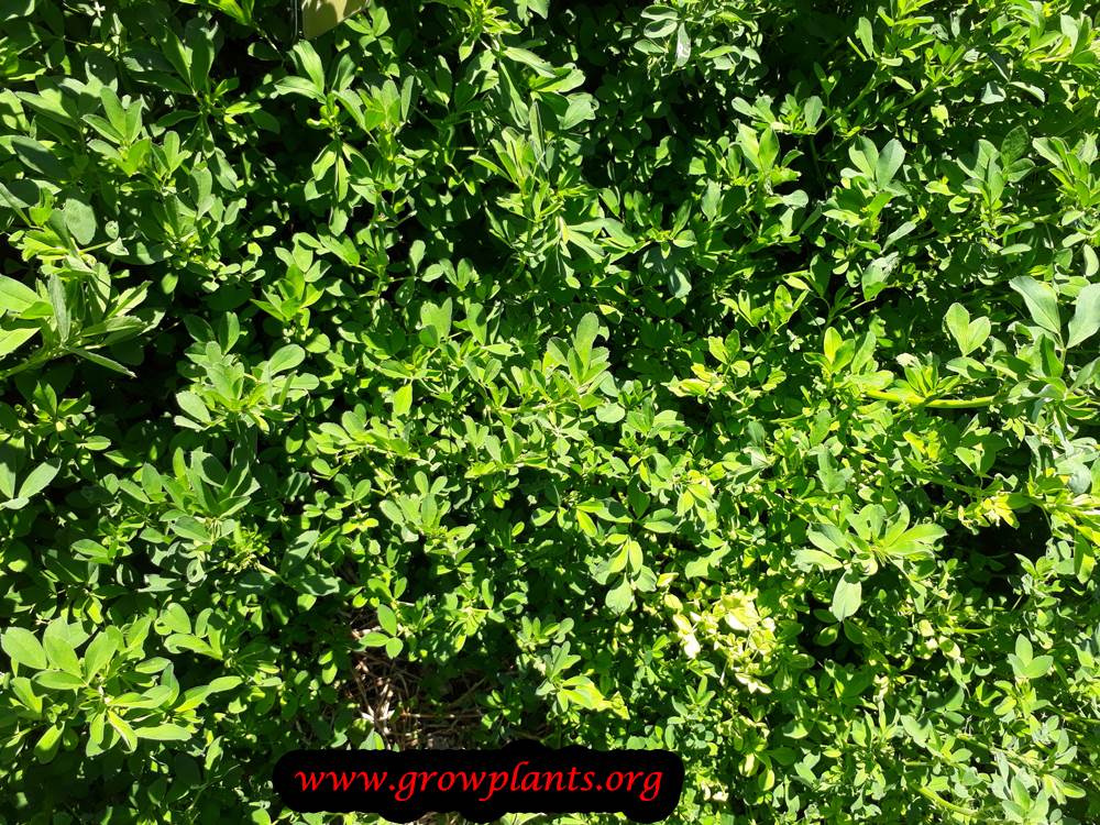 Growing Alfalfa plant