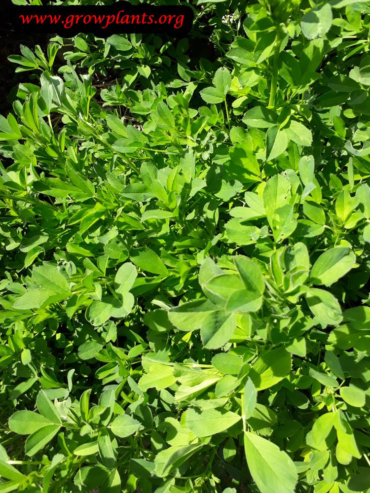 Alfalfa plant care