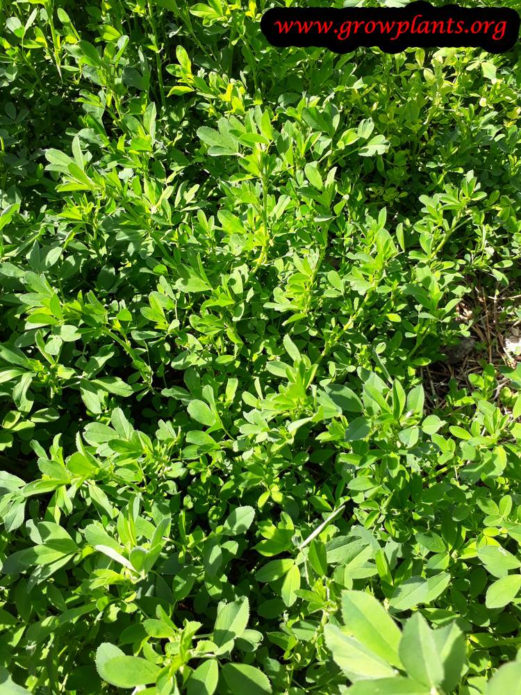 Alfalfa plant grow and care