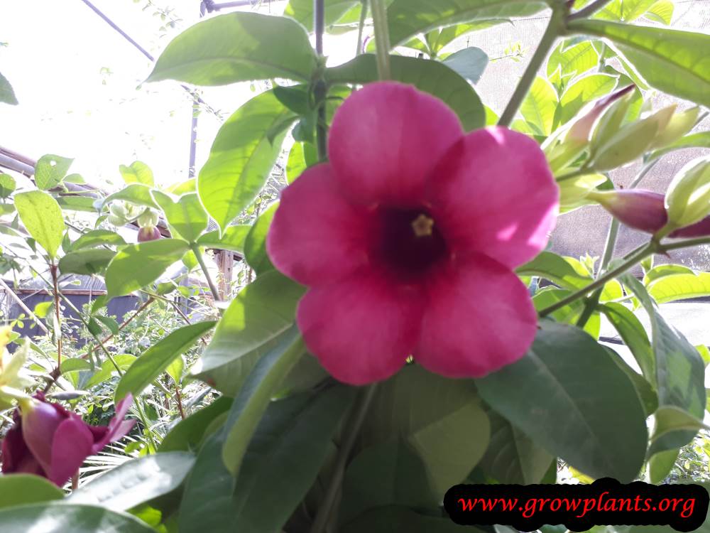Allamanda Cherry jubilee flower