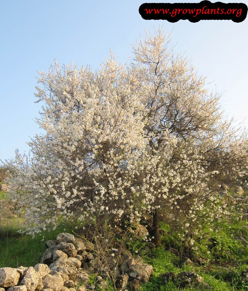 Growing Almond tree