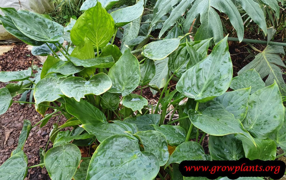 Growing Alocasia cucullata plant