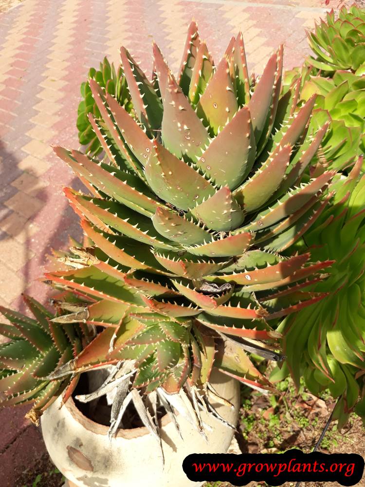 Aloe nobilis plant care
