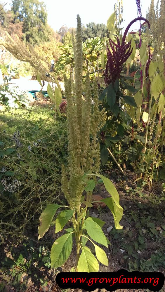 Amaranthus albus growing