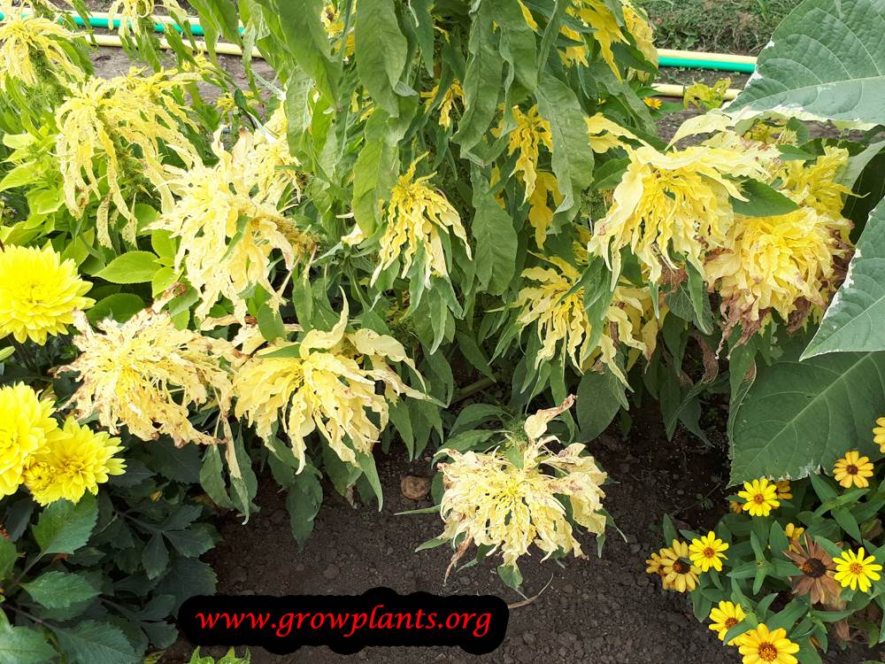 Growing Amaranthus tricolor