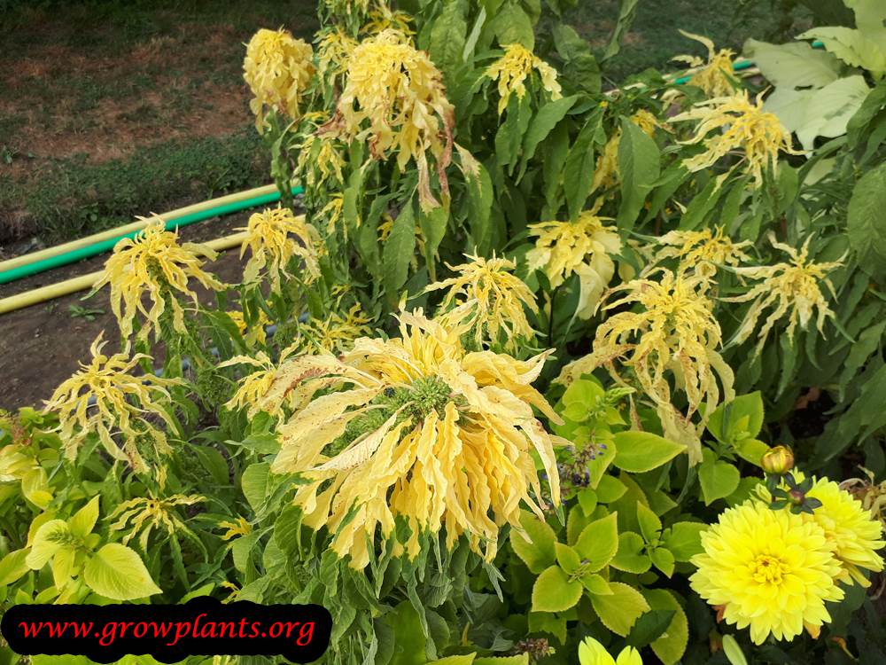 Yellow Amaranthus tricolor