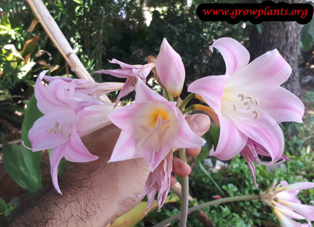 Amaryllis belladonna flowers season
