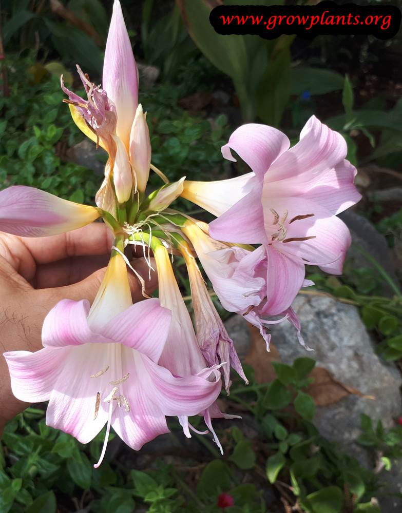 Amaryllis belladonna flowers season