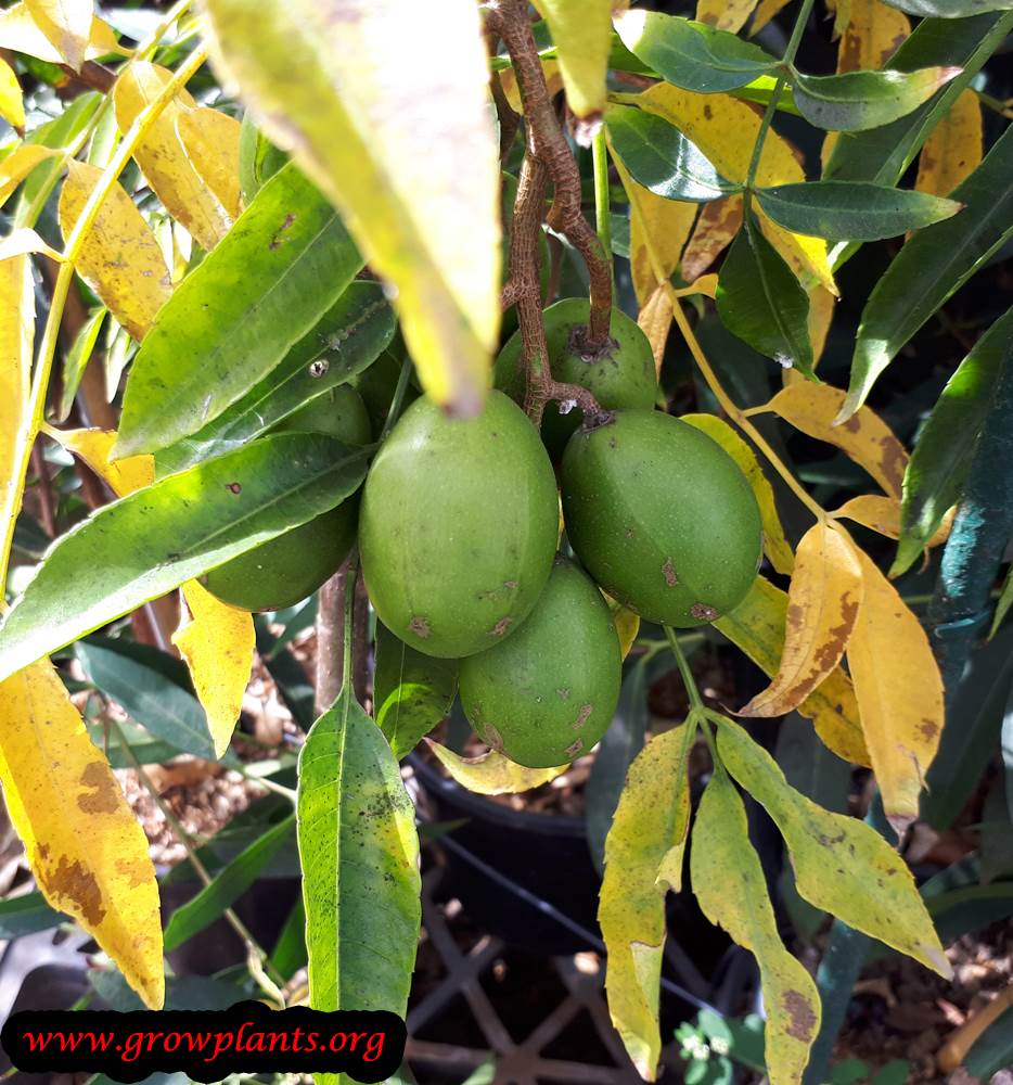 Growing Ambarella fruit